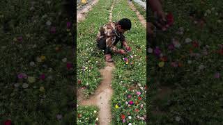 Maintenance portulaca flower at garden farm shortvideo gardenflower gardening floweringplant [upl. by Phelia]