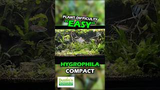 HYGROPHILA CORYMBOSA ‘COMPACTA’ SUPER EASY LOW LIGHT FOREGROUND AQUARIUM PLANT For Sale [upl. by Maguire712]