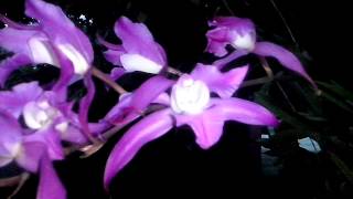 Laelia furfuracea  El Orquídiario 2015 [upl. by Nerok]