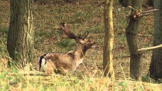 Burlend damhert in de Amsterdamse Waterleidingduinen [upl. by Haleemaj]