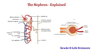 The Nephron  Excretion Grade 11 Life Sciences [upl. by Annawit]