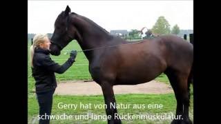 Rückentraining für Pferde  Friese Gerry nach 12 Tagen Training  Pferdetrainer werden [upl. by Rocker810]