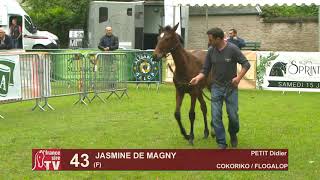 Sprinter Sacré Show 2019  Lot 43  JASMINE DE MAGNY [upl. by Adnyc340]