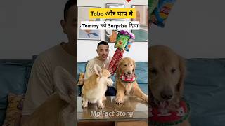 🐕Tommy को मिला Surprise  mini wood toy  woodworking art skill  hand crafts shorts pets [upl. by Dorothi181]