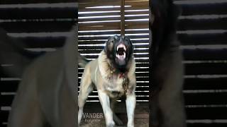 KANGAL TURCO vs LOBO  ¿Quién Ganará La Pelea [upl. by Aderfla]