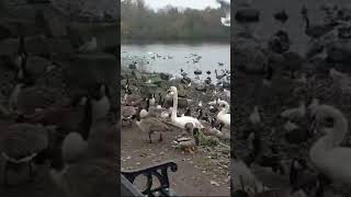 Pennington flash Swan and duck feeding [upl. by Baker613]