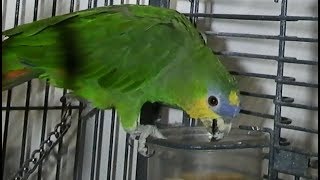 Making a thanksgiving meal for Orange Winged Amazon Parrot [upl. by Moishe]