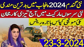 new wheat price in punjab 2024  new sarson makki gundam cotton munji rates today 2024 [upl. by Silas]