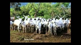 fulbe laide sudan [upl. by Sayers]