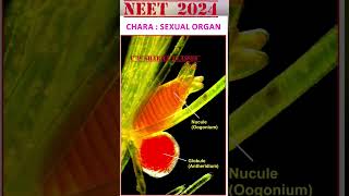 CHARA NEET 2024 Oogonium and Antheridium NCERT cpsharma cpsharmaclasses CHARA neetexam [upl. by Crispin]