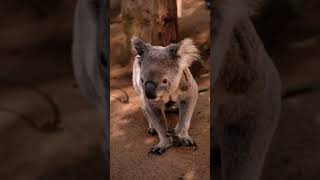 Unbelievable Koala Sounds wildlife royaltyfree soundeffects nature [upl. by Rickard]