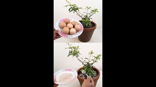 Eggshell fertilizer for any plants and flowers  Homemade fertilizerShorts [upl. by Warga897]