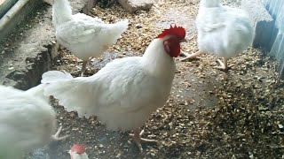 Élevage de poulets  je vous apprends à élever des reproducteurs cobb 500 gratuitement22996667715 [upl. by Ajuna551]