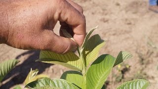 Poda apical de la Guayaba para aumentar producción [upl. by Fiester321]