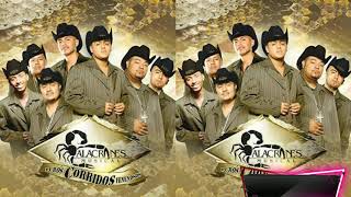 Alacranes Musical Álbum Puros Corridos Venenosos [upl. by Ahsel]