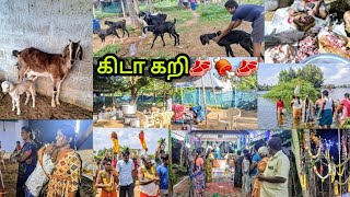 அப்படியே BROWNY🐐 மாதிரி இருக்கு🫨3 ஆண்டுகளுக்குப்பிறகு வந்த திருவிழா🧿💥villagevlog [upl. by Jarlath569]