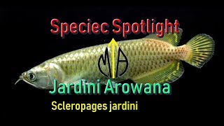 Scleropages jardini Jardini Arowana  Species Spotlight [upl. by Ellasal146]