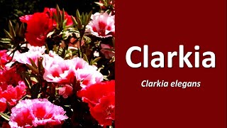 Clarkia elegans Clarkia Mountain Garland [upl. by Analli]