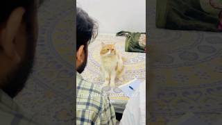 Billu is very clever😱🤣catcomedy cat billucat sajidcat comedy billicomedy funny catlover [upl. by Aroved722]