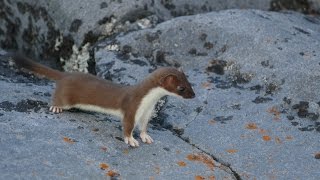 Shorttailed Weasel  Cape Merry Churchill MB [upl. by Owens]