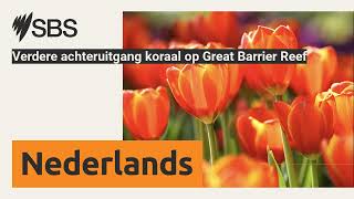 Verdere achteruitgang koraal op Great Barrier Reef  SBS Dutch  SBS Nederlands [upl. by Goldner657]