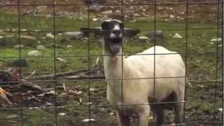 Screaming Goat Reacts to Dramatic Prairie Dog [upl. by Aan497]