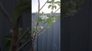 Apple Blossom Season apple potgardening [upl. by Rosenblatt]