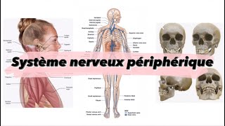 Cours 6  Système nerveux périphérique  شرح بالدارجة [upl. by Ahsircal]