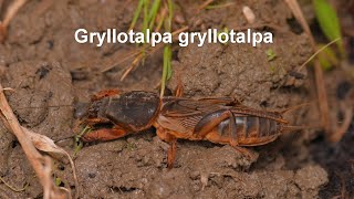 Gryllotalpa gryllotalpa  Gewöhnliche Maulwurfsgrille  European Molecricket [upl. by Naawaj]