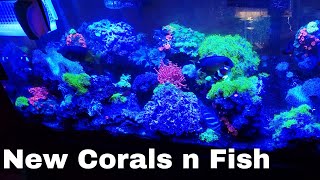 NEW SALTWATER CORALS AND FISH AT OHIO FISH RESCUE [upl. by Atiuqahs]