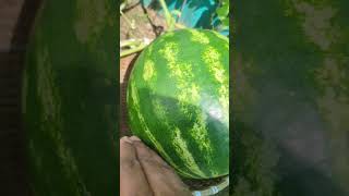 Watermelon Plant says its Ripe  😋🤤🍉 shorts watermelon garden [upl. by Einnij]