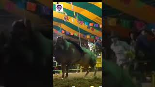 VAQUERO RUDO CON PALLMALL 2 jaripeo rodeo mexico 😎 [upl. by Llenrap]