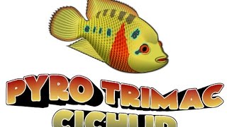 Pyro Trimac Cichlids Breeding Update [upl. by Sheffie]