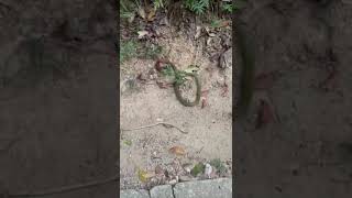 nature animals snake snake Red Knecked Keelback [upl. by Airb]