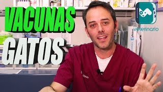 VACUNAS PARA GATOS durante toda su vida Hospital Veterinario Mediterráneo Madrid [upl. by Johppah95]