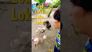 Grabe mga pabo sinabihan ako ng loko loko loko loko funnyvideo [upl. by Zelazny606]