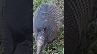 Armadillo had battle scars😵‍💫 [upl. by Strauss]