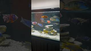 Beautiful 150 Gallon African Cichlid Tank [upl. by Qidas]