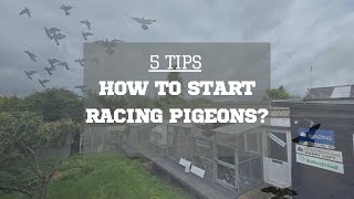 5 TIPS TO START RACING PIGEONS [upl. by Flatto]