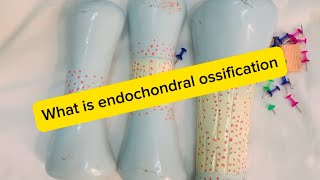 Histogenesis of Bones with Endochondral ossification in an easy method with details🦴🩻 [upl. by Croft]