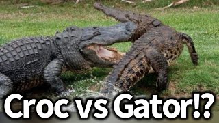 Crocodile vs Alligator What’s the Difference [upl. by Llerrah778]