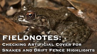 Fieldnotes Checking Artificial Cover for Snakes and Drift Fence Highlights [upl. by Whitehurst]