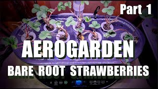 AEROGARDEN BARE ROOT STRAWBERRIES PART 1 [upl. by Ynaffital]