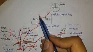 Maxillary Artery Anatomy 1st part of maxillary artery [upl. by Rosalind488]