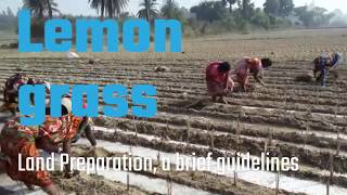 Lemongrass Farming Land Preparation [upl. by Labannah]