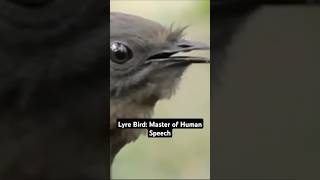 The bird that imitates human speech 🗣️🐦 shorts [upl. by Freeland891]