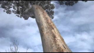 Setting Up a Nesting Box for Western Australian Red Tail Phascogales Old Guitar Nesting Box [upl. by Ardisj638]