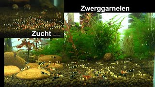 Zwerggarnelen Caridina Zucht und Haltung Vermehrung und wichtige Parameter anpassen [upl. by Paehpos]