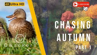 Chasing Autumn  Part 1 autumn autumncolors drone nature fall fallcolors [upl. by Ailema]