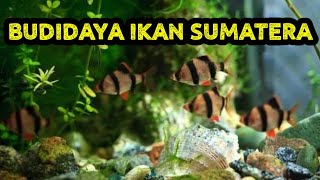 CARA BUDIDAYA IKAN SUMATRA  TIGER BARB FISH  PUNTIUS TETRAZONA [upl. by Asirrac]